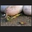natursocken, DSC_8131.jpg